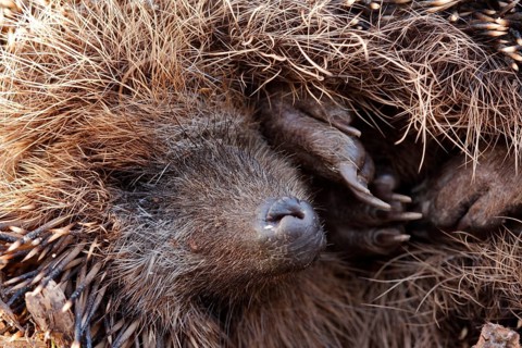 European hedgehog (Erinaceus europaeus) awakes from hibernation, Strohauser Plate, LK Wesermarsch,
