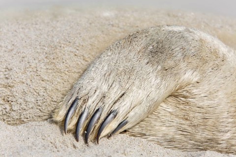 Common seal (Phoca vitulina), found dead on the beach, detail of the fin of a dead seal, Lower
