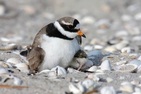 Little Ringed Plover (Charadrius hiaticula), adult bird on the clutch of eggs, Lower Saxony Wadden
