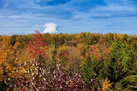 The Forest Botanical Garden Tharandt is an institution of the Technical University of Dresden and