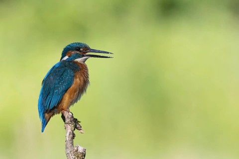 Kingfisher on its hunting stand, Europe, Austria, Upper Austria, Europe