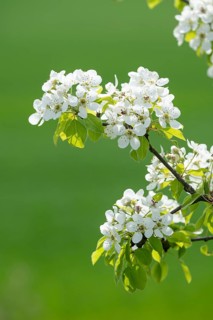 European pear (Pyrus communis), branch with flowers and leaves, Thuringia, Germany, Europe