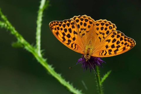 Silver-washed fritillary (Argynnis paphia), male, on flower of creeping thistle (Cirsium arvense),