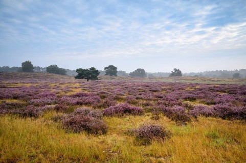 Wide landscape with flowering heather and single trees, Westruper Heide, Haltern, North