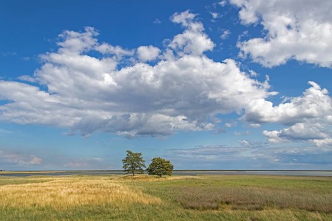 Trees, nature reserve, coast near Maasholm, Schleswig-Holstein, Germany, Europe