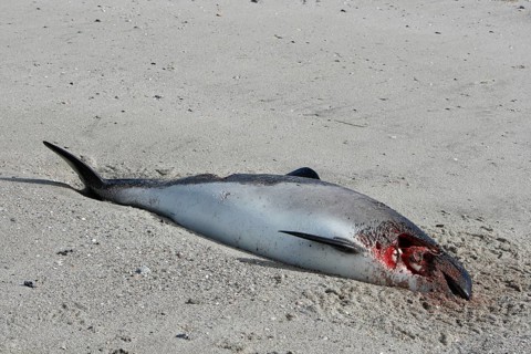 Harbour porpoise (Phocoena phocoena), found dead on the beach, hit on the head by a ship's
