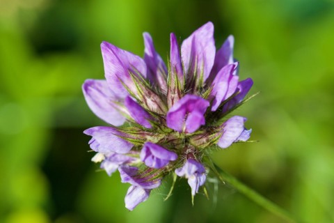 Common asp clover (Bituminaria bituminosa), macro, flower, Zingaro, National Park, Nature Reserve,