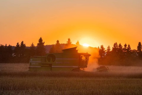 ABK Agrarbetriebsgesellschaft mbH Kriepitz, rape harvest with a Deutz -FAHR 5690 HTS combine