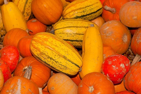 Pumpkins (Cucurbita) (Cucurbitaceae) are a genus of plants in the gourds . Five species are