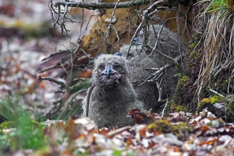 Eurasian eagle-owl (Bubo bubo), European eagle-owl chick swallowing dead rat in nest on the ground