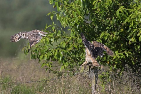 Short-eared owl (Asio flammeus) (Asio accipitrinus) pair landing on fence post along field