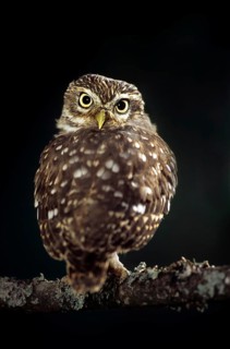 Little Owl (Athena noctua) perched on branch at night