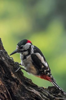 Great spotted woodpecker (Dendrocopos major), greater spotted woodpecker male hammering on tree