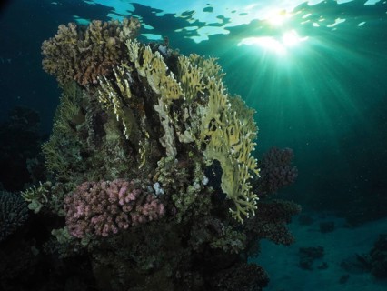 Mesh fire coral, net fire coral (Millepora dichotoma) in evening light, sun rays, dive site house