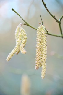 Common hazel (Corylus avellana) mal catkins, detail, Upper Palatinate, Bavaria, Germany, Europe