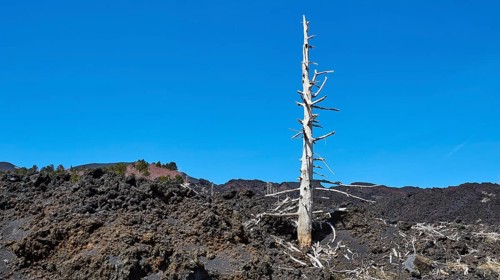 Lava field, dead white tree, blue sky, Etna, volcano, Eastern Sicily, Sicily, Italy, Europe