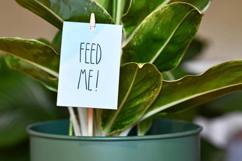 Houseplant with sign saying 'Feed me'. Concept for fertilizing plants