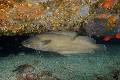 Dark forkbeard (Phycis phycis), dive site marine reserve Cap de Creus, Rosas, Costa Brava, Spain,