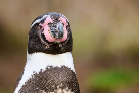 African penguin (Spheniscus demersus) portrait, detail, captive, Germany, Europe