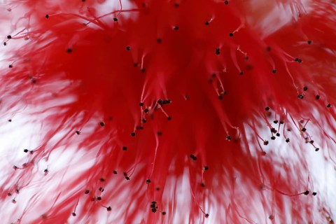Red powder puff shrub (Calliandra tweedii)