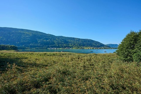Reed area, summer, Bleistätter Moor, Steindorf am Ossiacher See, Lake Ossiach, Carinthia, Austria,