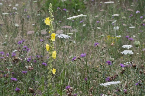 Wildflower meadow with small-flowered mullein (Verbascum thapsus), Emsland, Lower Saxony, Germany,