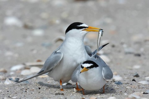 Little Tern (Sternula albifrons), pair during mating ritual, adult birds in courtship display, pair