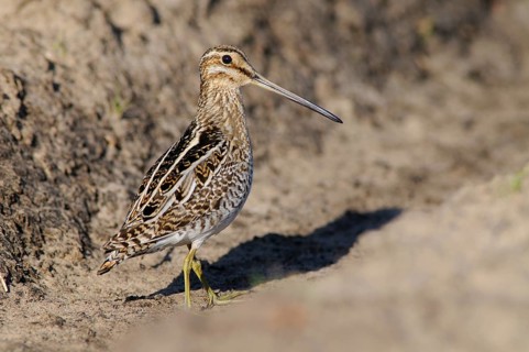 Common Snipe (Gallinago gallinago), Emsland, Lower Saxony, Germany, Europe