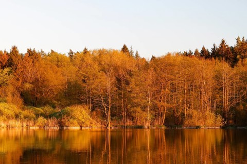 Alder swamp forest in spring shortly in front of sunset at a peat cut in the Peene, Flusslandschaft