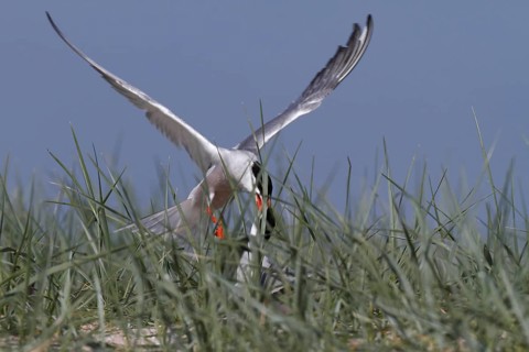 Common Tern (Sterna hirundo), territorial fight of a pair in the colony, dispute between two