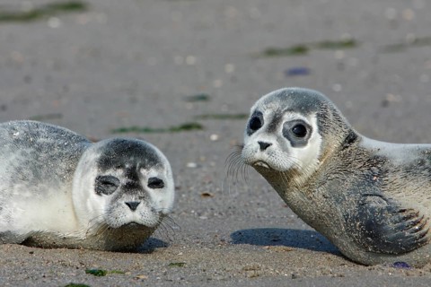 Common harbor seal (Phoca vitulina), two howlers on the beach, two juveniles, Lower Saxony Wadden