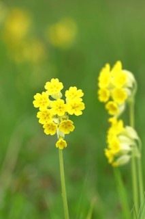 Common cowslip (Primula veris), primrose family, cowslip, apothecary primrose, medicinal plant