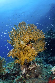 Net fire coral (Millepora dichotoma), school of Red Sea Glassfish (Parapriacanthus guentheri), Dive