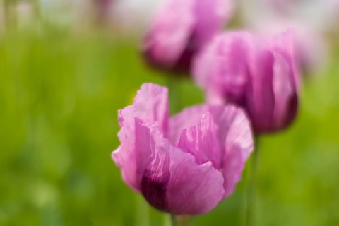 Poppy cultivation in Saxony