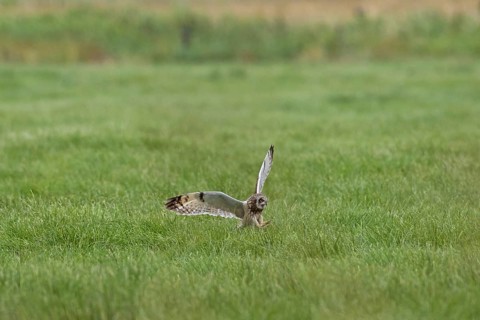 Short-eared owl (Asio flammeus) (Asio accipitrinus) in flight swooping down and grabbing mouse with