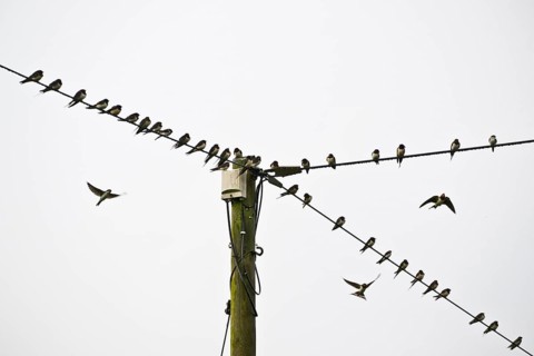 Barn swallows (Hirundo rustica) on telegraph line, Emsland, Lower Saxony, Germany, Europe
