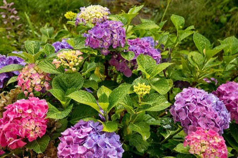 Mixed-coloured flowers of a single bigleaf hydrangea (Hydrangea macrophylla), the flower colour