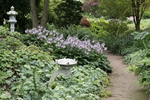 Stone lanterns in a perennial bed with hostas, geraniums and ferns (Mattheucia struthiopteris),