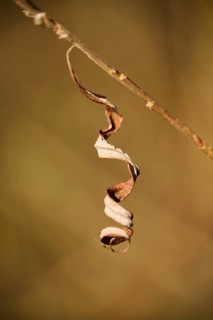 Eastern crack-willow (Salix euxina), dried leaf, detail, Upper Palatinate, Bavaria, Germany, Europe