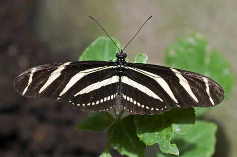 Zebra longwing (Heliconius charitonius) zebra heliconian, zebra butterfly on leaf, Costa Rica,