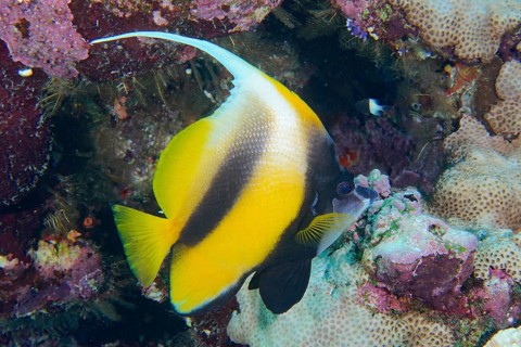 Red sea bannerfish (Heniochus intermedius), Daedalus Reef dive site, Egypt, Red Sea, Africa