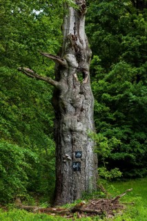 The Tharandt Forest, formerly known as the Grillenburg Forest, is a landscape in the centre of