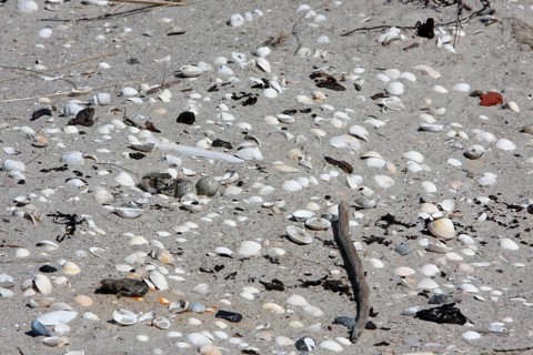 Ringed Plover (Charadrius hiaticula), clutch on the beach, search image, well camouflaged on the