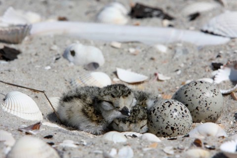 Ringed Plover (Charadrius hiaticula), clutch on the beach, search image, well camouflaged on the