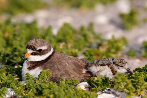 Little Ringed Plover (Charadrius hiaticula), adult bird on the clutch of eggs, Lower Saxony Wadden