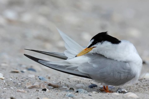 Little Tern (Sternula albifrons), grooming its feathers on the beach, Lower Saxony Wadden Sea