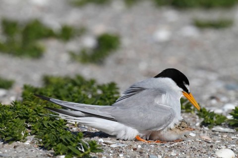 Little Tern (Sternula albifrons), adult bird hooting chicks, jumper being hooted, Lower Saxon