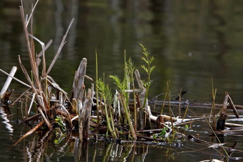 Floating vegetation, water fern, Müritz National Park, Mecklenburg-Western Pomerania, Germany,