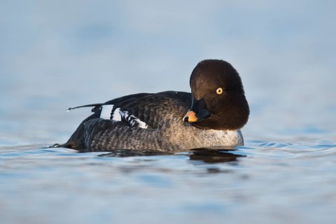 Common Goldeneye (Bucephala clangula), Emsland, Lower Saxony, Germany, Europe