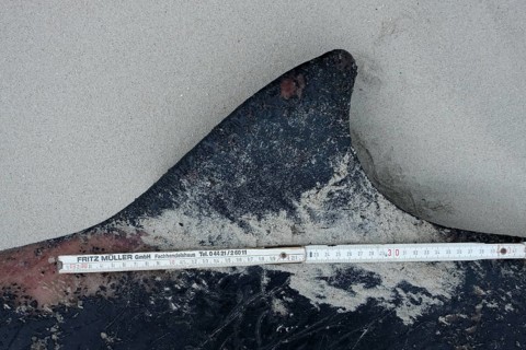 Sowerby's beaked whale (Mesoplodon bidens), North Sea beaked whale, flipper, found dead in the
